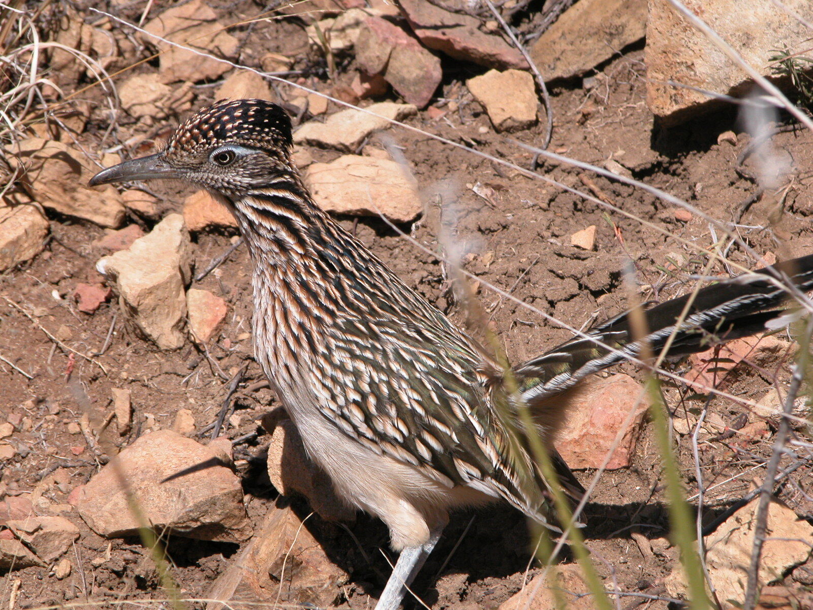 SWCC_Roadrunner Big Bend DAV